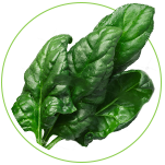 Espinaca icon
