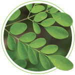 Moringa icon